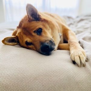 Meet your Posher, Ashton